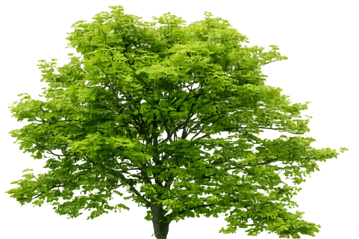 Lush green tree symbolising ABA sustainability and growth